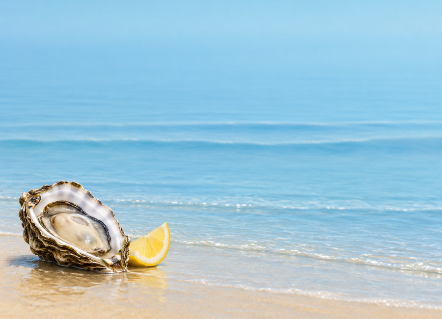 Sligo Oyster Farm Tour & Experience
