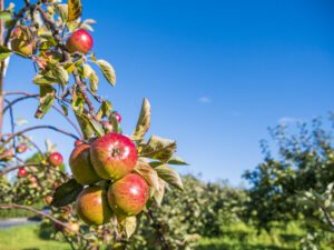 Apple Sundays at Ardress House